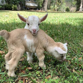 Kambing